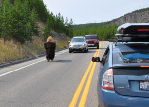 bison i Yellowstone nationalpark